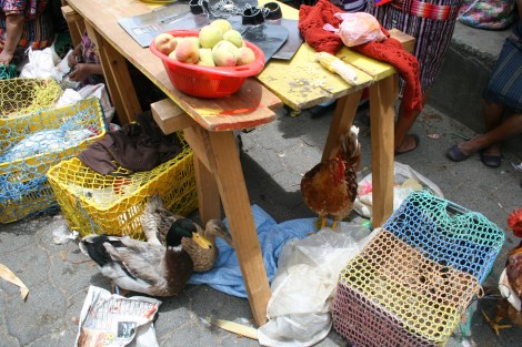 chichi chickens and ducks for sale