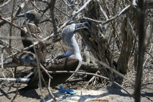 blue footed boobie isla de la plata (1)