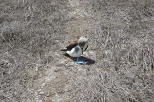 blue footed boobie waving