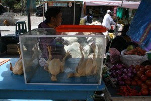 chickens otavalo market