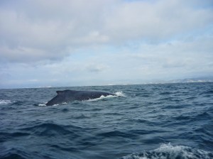 humpback whale