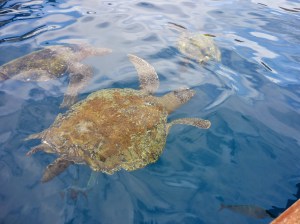 isla de la plata turtles