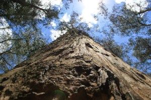 tree near Peguche waterfall