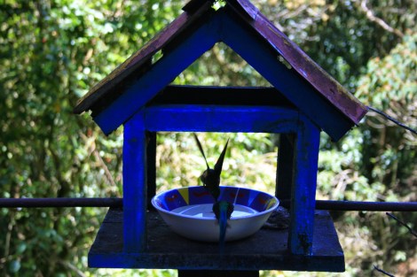 valle de cocora hummingbird