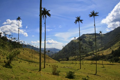 valle de cocora wax palms