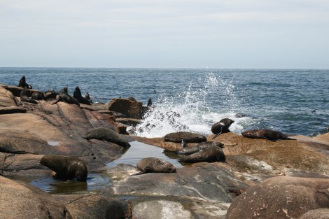 cabo polonio sea lions