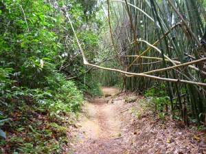 ilha grande trek