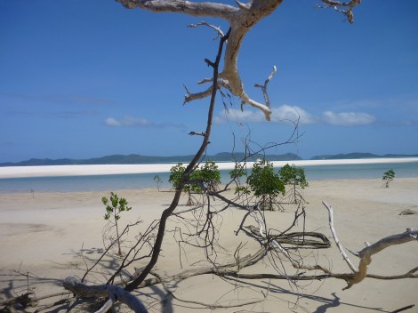 whitehaven beach through the branches