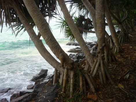 noosa trees