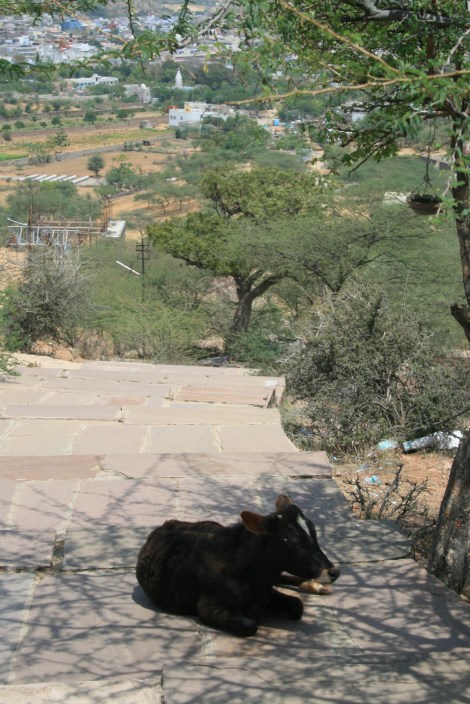 hogging the shade, Pushkar